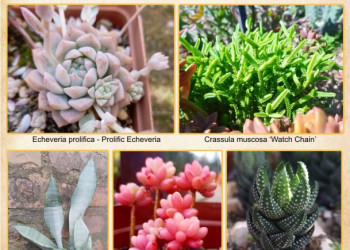 Custom content Custom content designed by 33 Interactive - Graphic Design