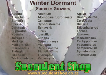 Custom content Custom content designed by 33 Interactive - Graphic Design